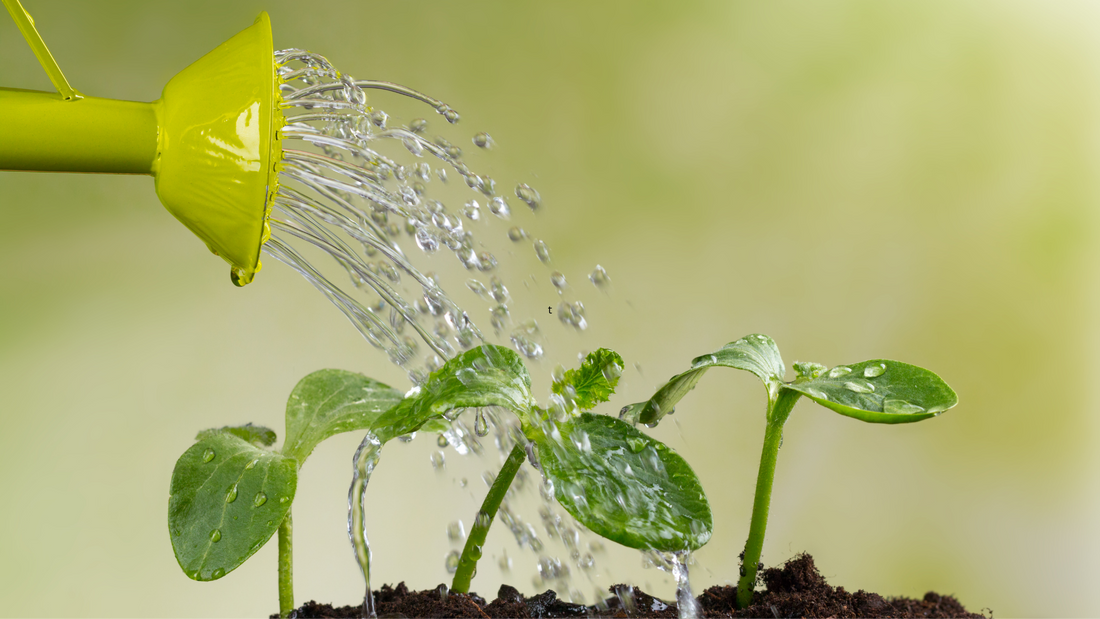 Water-Wise Gardening: How to Grow a Healthy Garden With Less Water The Living Pasture