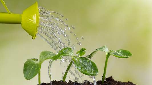 Water-Wise Gardening: How to Grow a Healthy Garden With Less Water The Living Pasture