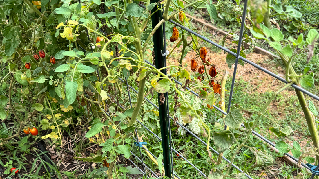What Should You Do With Your Garden When It’s Too Hot to Plant?