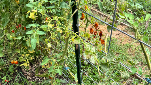 What Should You Do With Your Garden When It’s Too Hot to Plant?