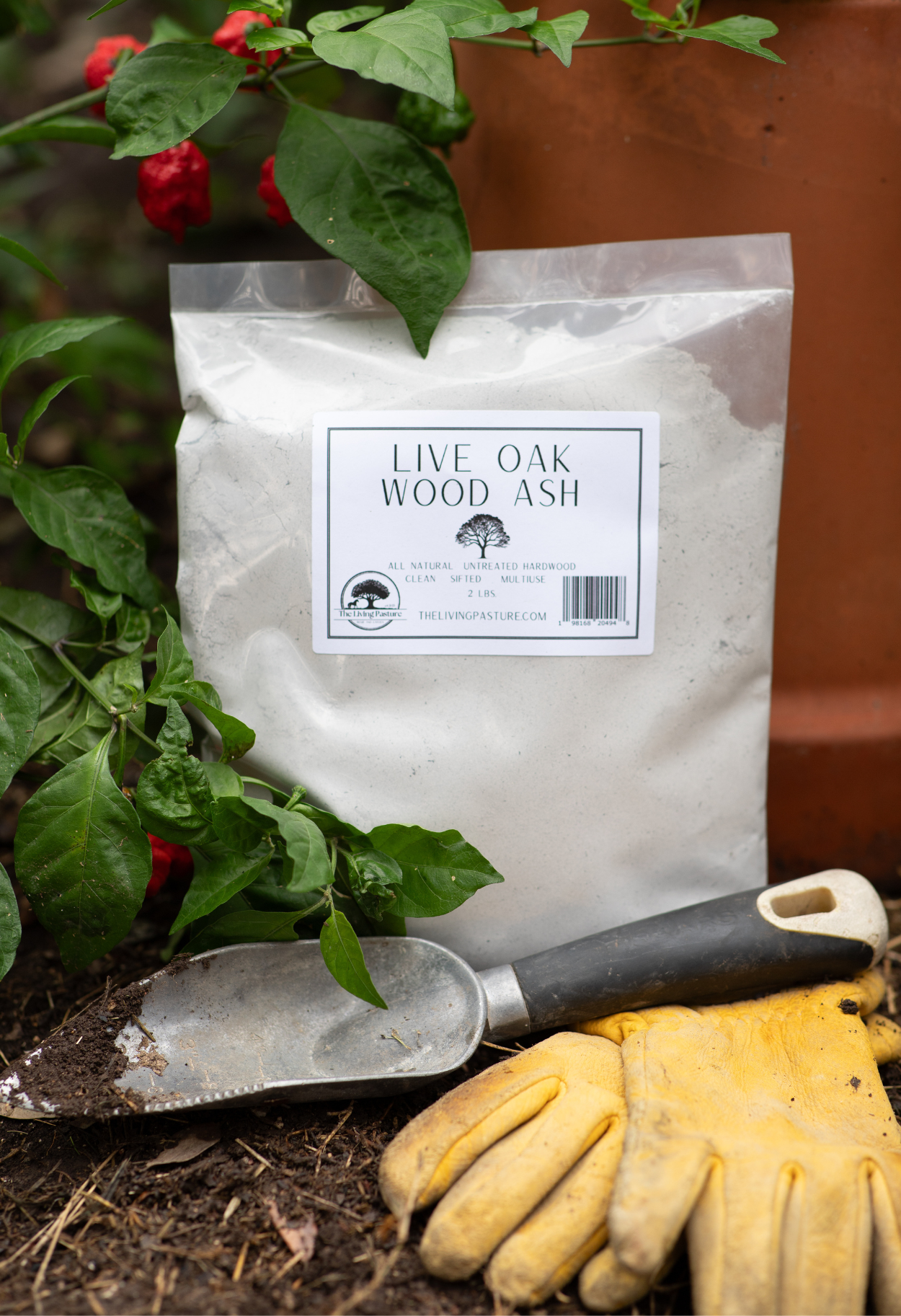 Live Oak Wood Ash